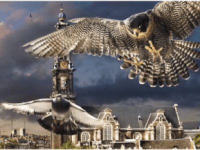 a close up of a bird